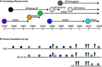 Imprinting and Editing of the Human CD4 T Cell Response to Influenza Virus